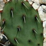 Opuntia phaeacantha 葉