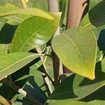 Lithocarpus edulis Leaf