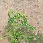 Phyllanthus amarus List