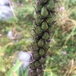 Digitalis ferruginea Fruit