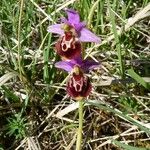 Ophrys holosericea Habit