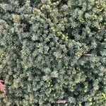 Picea glauca List