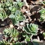Veronica nummularia 葉