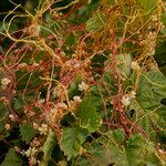 Cuscuta europaea 花