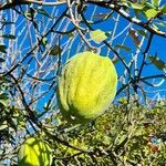 Araujia sericifera Frukt