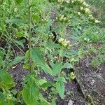 Inula conyza Likasa