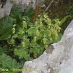 Thalictrum macrocarpum Alkat (teljes növény)