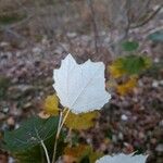 Populus alba Leaf