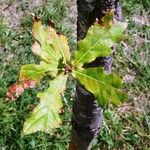 Quercus × cerrioides