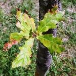 Quercus × cerrioides Likasa