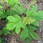 Hydrangea quercifolia Leht