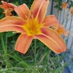 Hemerocallis minorFloare