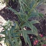 Digitalis lanata Blad