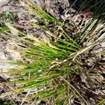 Carex humilis Φύλλο