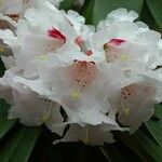 Rhododendron × geraldii Flower