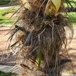 Trachycarpus fortunei Bark