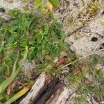 Rumex bucephalophorus Leaf