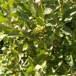 Lyonia ligustrina Leaf