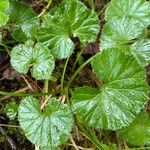 Gunnera magellanica Leaf