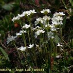 Androsace obtusifolia Libunga