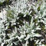 Achillea nana Ліст