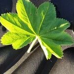 Alchemilla glabra Liść
