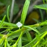 Polypremum procumbens Blomst