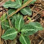 Goodyera pubescens Blatt