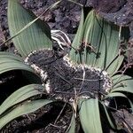 Welwitschia mirabilis Flors