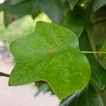 Liriodendron chinense 葉