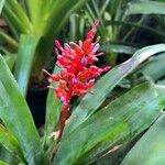 Aechmea weilbachii 花