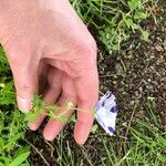 Nemophila maculata عادت داشتن