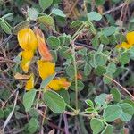 Rhynchosia minima Flower