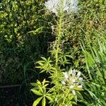 Cleome speciosa Hoja