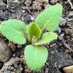 Meconopsis betonicifolia Leaf