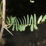 Prosopis juliflora Levél