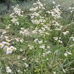 Erigeron annuus Habitat