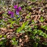 Lathyrus vernus Likasa