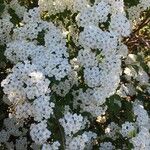 Spiraea chamaedryfoliaKvět