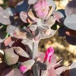 Salvia involucrata Flor