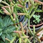 Rhipsalis cereuscula Hoja
