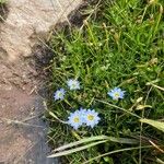 Gentiana sedifolia Flower