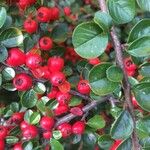 Cotoneaster nan-shan ഫലം