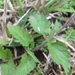 Verbena peruviana Leaf