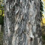 Eucalyptus tereticornis Bark