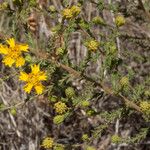 Holocarpha heermannii Flor