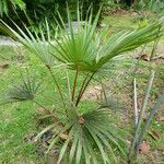 Latania lontaroides Natur