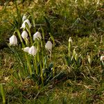 Leucojum vernum Çiçek