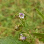 Veronica anagallis-aquatica Flor