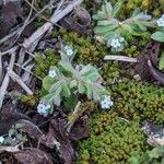 Myosotis pusilla Virág